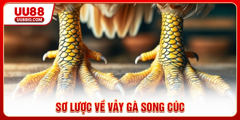 Sơ lược về vảy gà Song Cúc